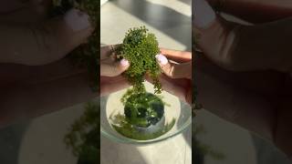 Trying the sea grapes for the first time grape seagrape seaweed asmr [upl. by Gerti]