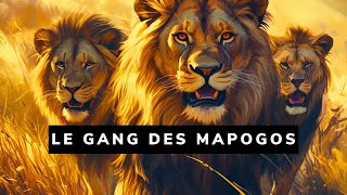 La troupe de lions la plus meurtrière ayant jamais existé  Les lions Mapogos 🐾 [upl. by Ecnerat]