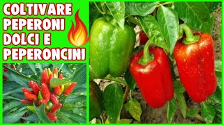 COME E QUANDO PIANTARE PEPERONI E PEPERONCINI🌶 🔥 [upl. by Llewol941]