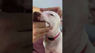 COMO COMEÇAR ESCOVAR O DENTE DO SEU CACHORRO Limpatinha [upl. by Berlin430]