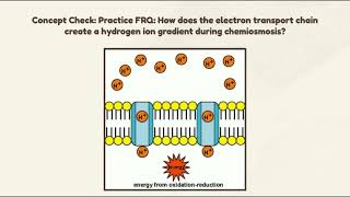 AP Bio Respiration Project ETCChemiosmosis [upl. by Laumas]