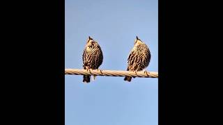 Paprastieji varnėnai Sturnus vulgaris shorts birds [upl. by Anayra]