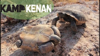 Sulcata Tortoise Battle Kamp Kenan Bonus [upl. by Aneerehs]