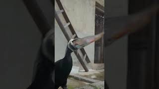 Cormorant vs 50cm big fish [upl. by Okajima]