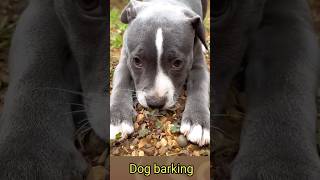 Dog barking sounds for dogs 🐕155kviralshorts [upl. by Sallie516]