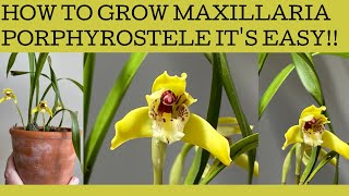 How to grow Maxillaria porphyrostele mine has burst into bloom so lets talk basic care [upl. by Cottle]