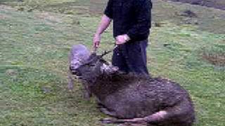 weimaraner hunting sambar deer with graystalkers beth [upl. by Adnicaj]