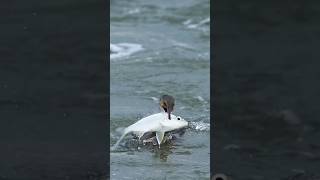 Cormorant struggles with huge fish Will it swallow the fish or will the fish survive another day [upl. by Votaw]