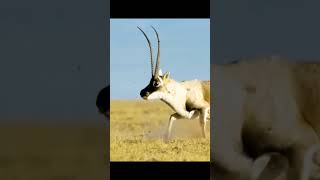 How strong are there horns subscribe animals shorts nature fighting [upl. by Dnob929]