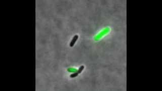 Phage lambda  showing lytic and lysogenic pathways [upl. by Madella]