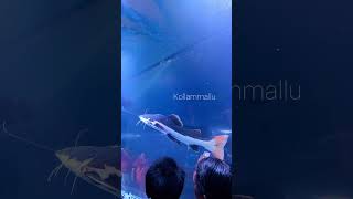 KOLLAM FEST 2023  ASRAMAM  ACRYLIC UNDER WATER AQUARIUM  KOLLAM [upl. by Dunlavy]