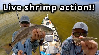 Fishing with live shrimp in Florida  easiest way to catch fish [upl. by Amimej]