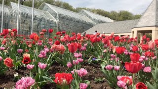 Tulips at Lauritzen Gardens in Omaha Nebraska [upl. by Daggett]