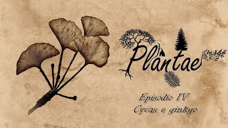 Plantae  Episodio IV cycas e ginkgo [upl. by Ailemak]