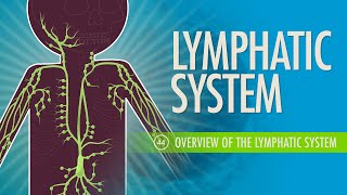 Lymphatic System Crash Course Anatomy amp Physiology 44 [upl. by Eelrefinnej]