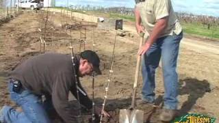 Backyard Orchard Demo  planting part two [upl. by Tobey]