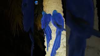 Hyacinth macaw  هايسنث مكاو [upl. by Goldsmith]