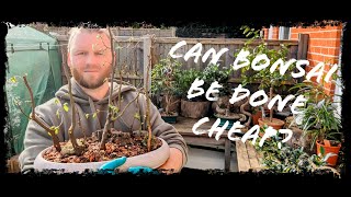 Can I make a Bonsaiplanting As cheap as possible Bonsai Challenge [upl. by Cyn]