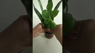 Snake Plant Decoration With Money Plant 🌱 shorts ytshorts diy trending fypシ゚viral homedecor [upl. by Whitebook699]