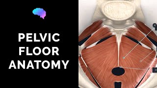 Pelvic Floor Anatomy 3D Anatomy Tutorial  UKMLA  CPSA [upl. by Col]