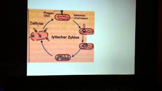 Vermehrung von Phasen  Vermehrungszyklus Bakteriophagen [upl. by Nalyr]