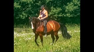 Training piaffe on trailride using only neckrope [upl. by Sacram]