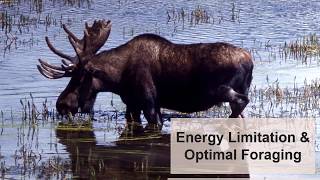 Energy Limitation amp Optimal Foraging [upl. by Bosson]