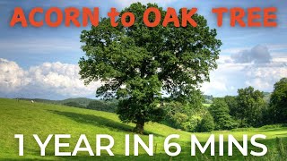 Grow an OAK TREE from an ACORN 1 full year [upl. by Kipp735]