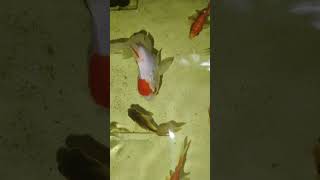 Fi fish guppy aquarium fishing tamil trend [upl. by Najram]