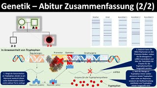 Genetik Einführung  Zusammenfassung 22  Abitur Biologie Genetik Oberstufe [upl. by Einaffets995]