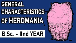 General Characters of Herdmania  Urochordata  BSc2nd year  Zoology Point [upl. by Eralc]