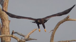 SWFL Eagles E23 HuntsFinds quotForgottenquot Pelt Flies wNew Food To Church Tree Then Nest 032824 [upl. by Kobylak]