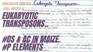 Eukaryotic Transposons  Ds and Ac in Maize  P Elements in Drosophila  full concept in UrduHindi [upl. by Erskine]