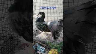 Offer fancy pigeon shop Now shorts video 7204624789 অফার ভিডিও [upl. by Kauppi]