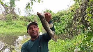 Belas traíras na ponta da linha haja emoção pescaeaventura fishing pescananatureza peixe [upl. by Elliott]