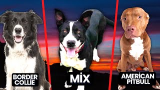 Border Collie Pitbull Mix Borderbull Breed Information [upl. by Sitrik]