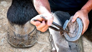 El HERRADOR DE CABALLOS Cambio de las HERRADURAS desgastadas a mano y cuidado total de sus CASCOS [upl. by Artimid]