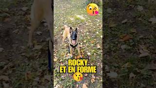 On travail le malinois ❤️ malinois dog [upl. by Sorac]