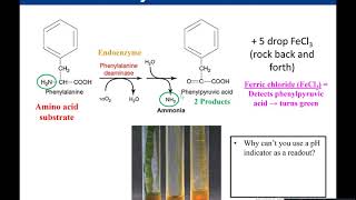 Lab 512 Phenylalanine Deaminase [upl. by Swamy]