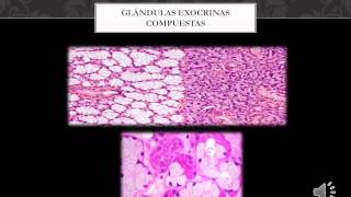 Generalidades de glándulas exocrinas endocrinas y anficrinas [upl. by Gertrudis]