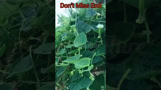 Pointed Gourd pointedgourd vagitable agriculture shorts youtubeshorts ytshorts shortvideo [upl. by Ellenaj]