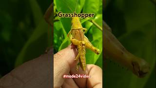 This is a grasshopper shortsfeed insects shorts [upl. by Herrick970]