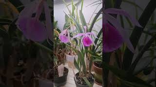 Growing Orchids Indoors Under Lights 🌸 Part 3  Watering amp Flushing my Plants 🌿 orchids [upl. by Vogel]