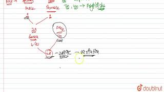 How do hybridisation and allopolyploidy bring about speciation   12  EVOLUTION  BIOLOGY  PR [upl. by Brill]