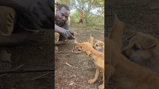 Wow Amazing how hadza feeding the dogs hadzabetribe dogs [upl. by Eiryk]