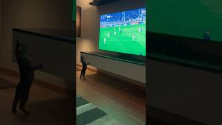 The cutest kitten in the world cutestkittens voetbal catshorts catlover kitten kittens [upl. by Aerdnna]