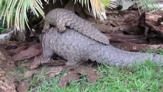 Tikki Hywood Trust Pangolin mother and baby 2 of 2 [upl. by Edmon]