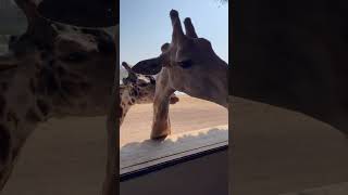 Giraffe feeding  Safari park Bangkok [upl. by Magnus]