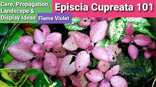 Episcia Cupreata Flame Violet Complete Guide  Care Propagation Display amp Landscape Ideas [upl. by Tonye727]