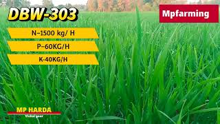 dbw 303 wheat variety details in hindi  dbw 303 wheat variety details  dbw 303 gehu ki verayti [upl. by Sirovaj]